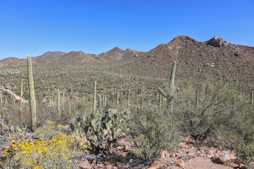 Looking towards a small mountain range with a Saguaro forest leading to it. in the foreground a collection of low desert plants may be seen including a large beavertail cactus,some ocotillo, a mesquite bush, and a yellow flowering shrub (appearing to be some sort of sunflower family).