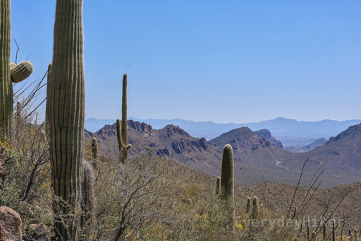 A few Saguaro may be seen rising above a hillside covered in yellow wildflowers, which leads to a medium and a far distant mountain range.