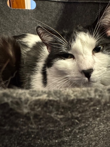 A black and white short hair with a black nose is laying inside a felt storage tub, looking directly into the camera